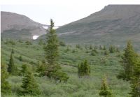 Elk Herd